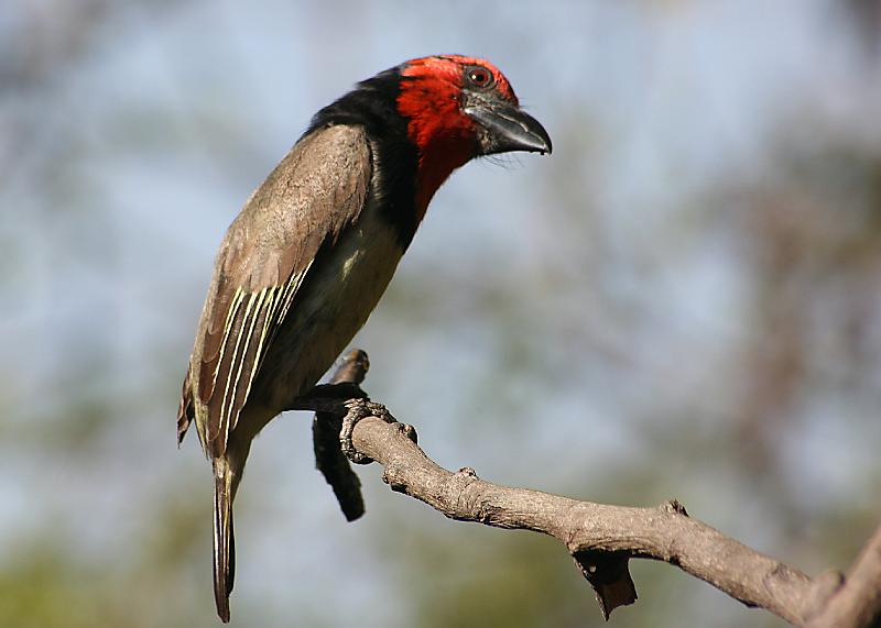 Donderdag 056.jpg - Is ek nie pragtig nie met my rooi kop nie?